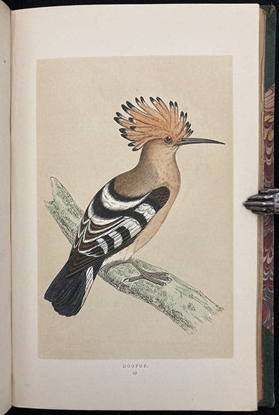 Hoopoe, colored wood engraving by Benjamin Fawcett, A History of British Birds, by Francis Orpen Morris, vol. 1, plate 48, p. 316, 1851 (Linda Hall Library)