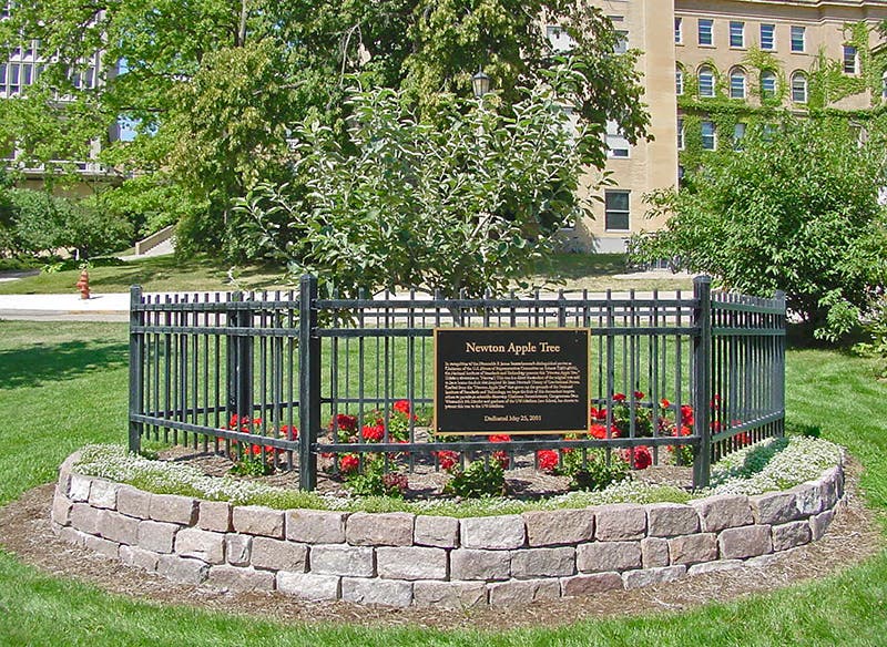 Scion of the apple tree at Woolsthorpe, at the University of Wisconsin, Madison, planted 2001 (physics.wisc.edu)