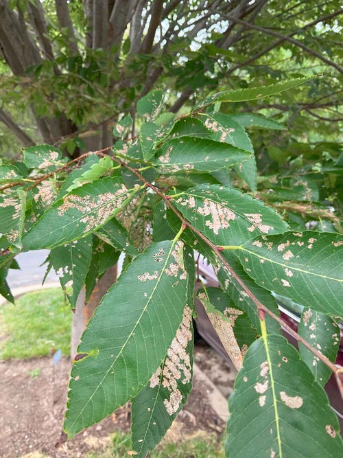 Japanese Zelkova leaf