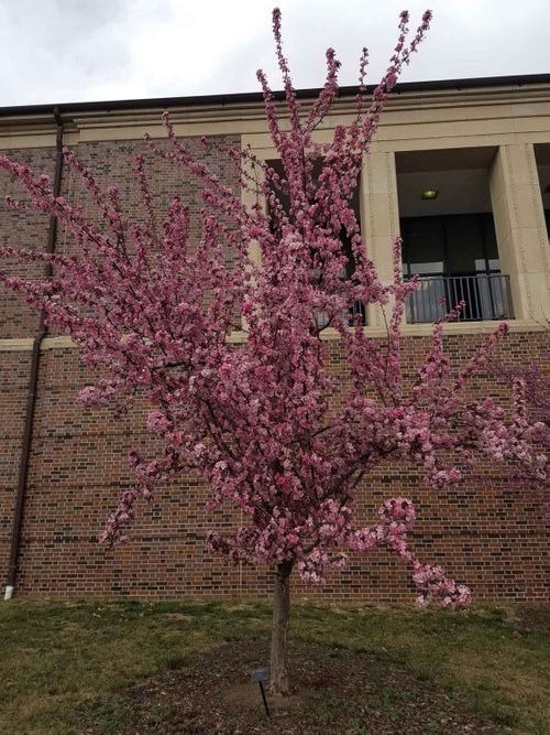 Flowering Crab spring