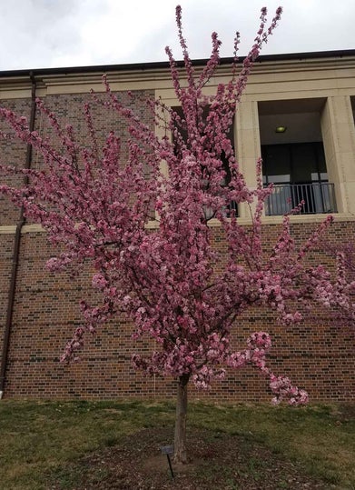 Flowering Crab spring