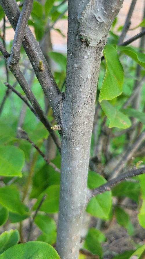 Jane Magnolia bark