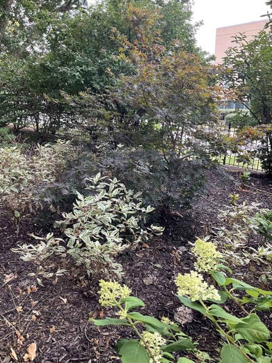 Japanese Maple summer