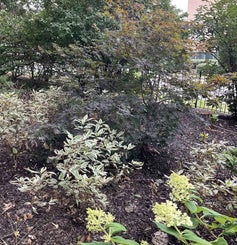 Japanese Maple summer