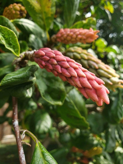 Saucer Magnolia seed pod