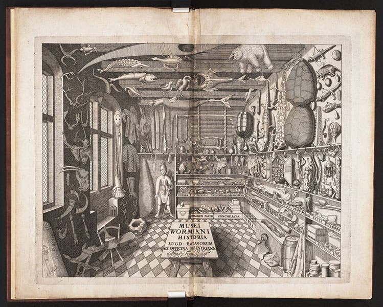 Ole Worm’s museum in Copenhagen, engraved frontispiece, Museum Wormianum, by Ole Worm, 1655 (Linda Hall Library)