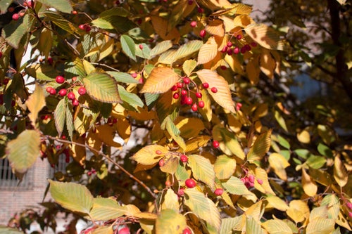 Korean Mountainash fall