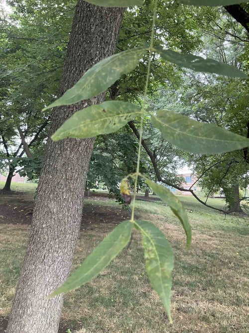 Black Walnut leaf