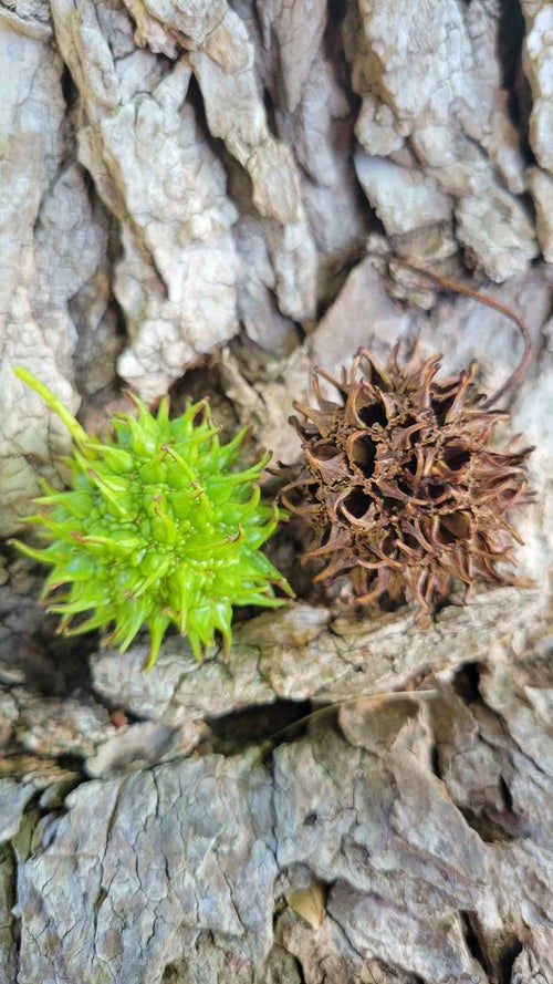 Sweetgum fruit