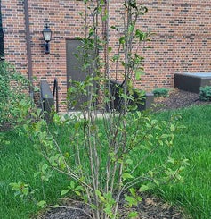 Jane Magnolia summer