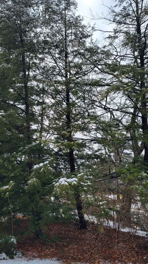 Canadian Hemlock winter