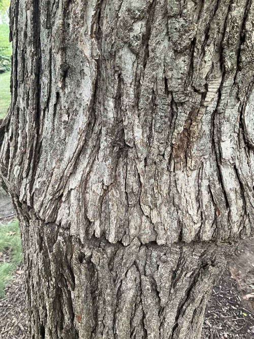 Schuetty Oak bark