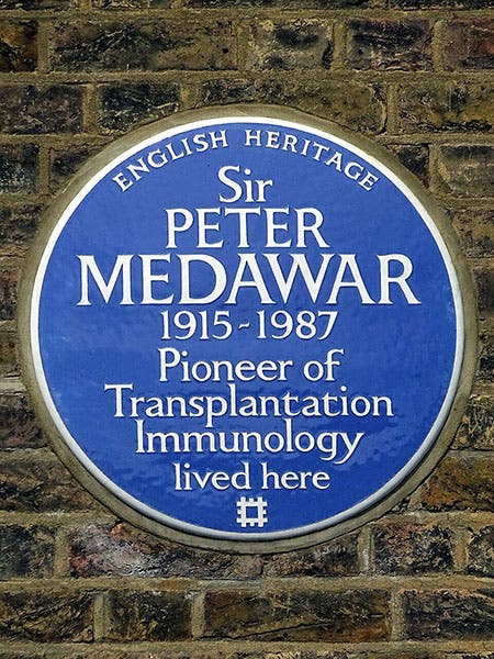 Blue Plaque honoring Peter Medawar, 25 Downshire Hill, Hampstead, London Borough of Camden (Wikimedia commons)