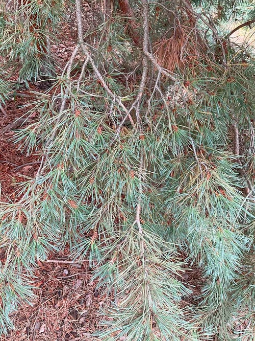 Arts Blue Scotch Pine leaf