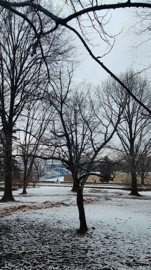 American Hornbeam; Musclewood; Blue Beech; Water Beech winter