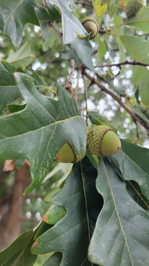 Hybrid Oak seed