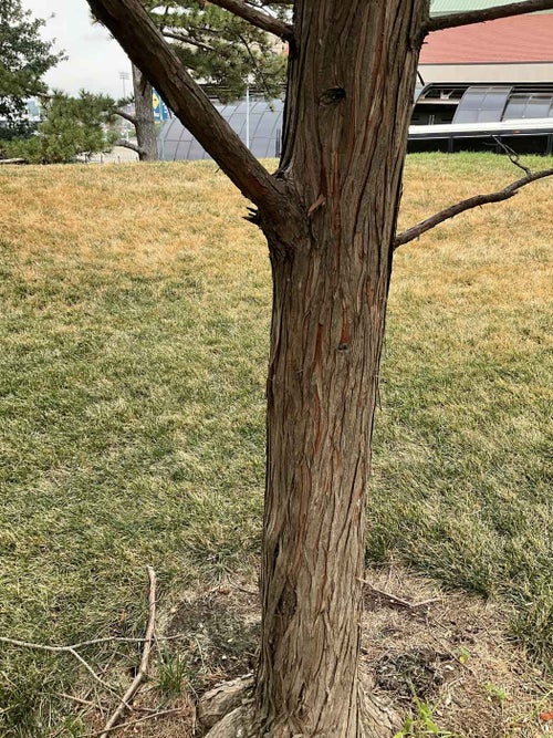 Pond Cypress bark