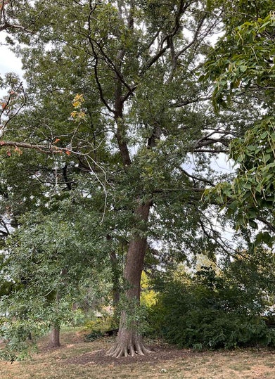 Overcup Oak summer