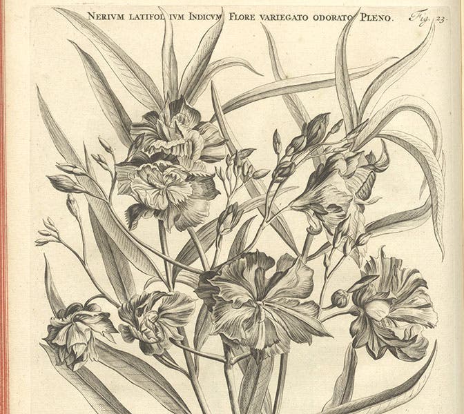 Nerium latifolium Indicum, an oleander, detail of an engraving after Jan or Maria Moninckx, Horti medici amstelodamensis, by Jan Commelin, vol. 1, fig. 23, 1697 (Linda Hall Library)