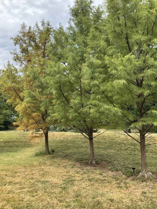 Pond Cypress summer