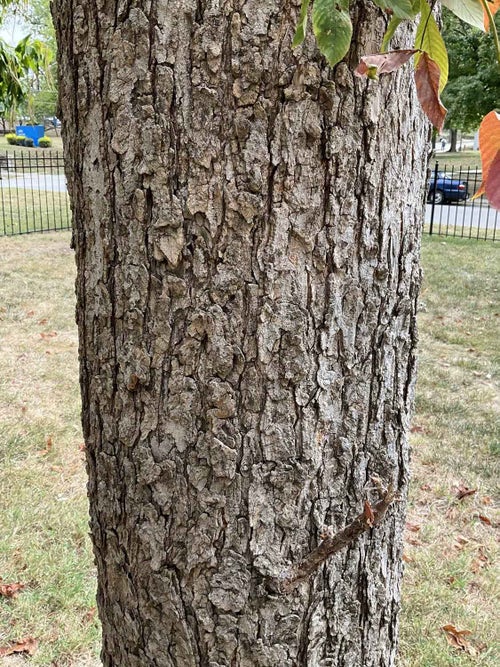 Ohio Buckeye bark