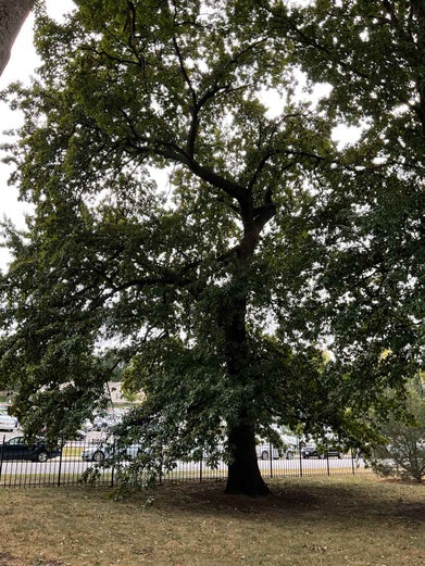 Shingle Oak summer