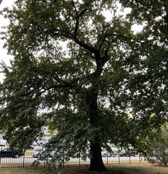 Shingle Oak summer