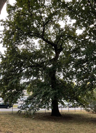 Shingle Oak summer