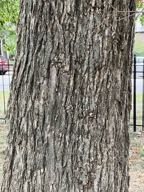 American Elm bark