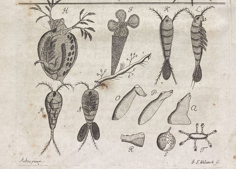 Two copepods (figs. K-L, M-N) and a Daphnia (fig. H), detail of an engraving, Beyträge zur Naturgeschichte der kleinsten Wasserthiere, by Johann Conrad Eichhorn, plate 5, p. 47, 1781 (Linda Hall Library)