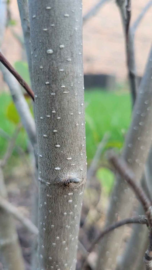 Jane Magnolia bark