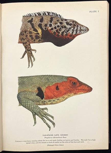 “Galápagos lava lizards,” drawn by Isabel Cooper, color plate in Galápagos: World’s End, by William Beebe, p. 78, 1924 (The Linda Hall)