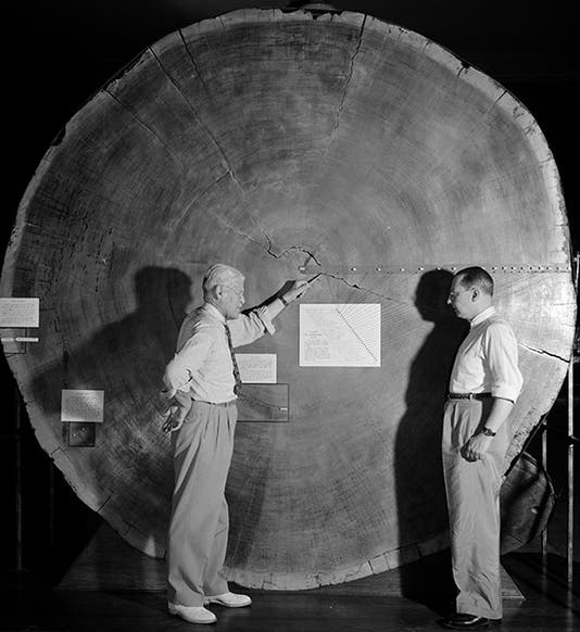 Andrew E. Douglass lecturing on the tree rings of a slab from a Giant Sequoia, photograph, Laboratory of Tree-Ring Research, Tucson (ltrr.arizona.edu)