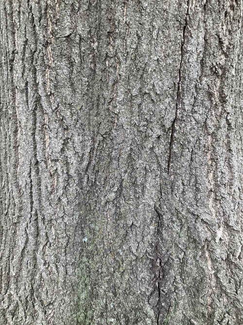 Pin Oak bark