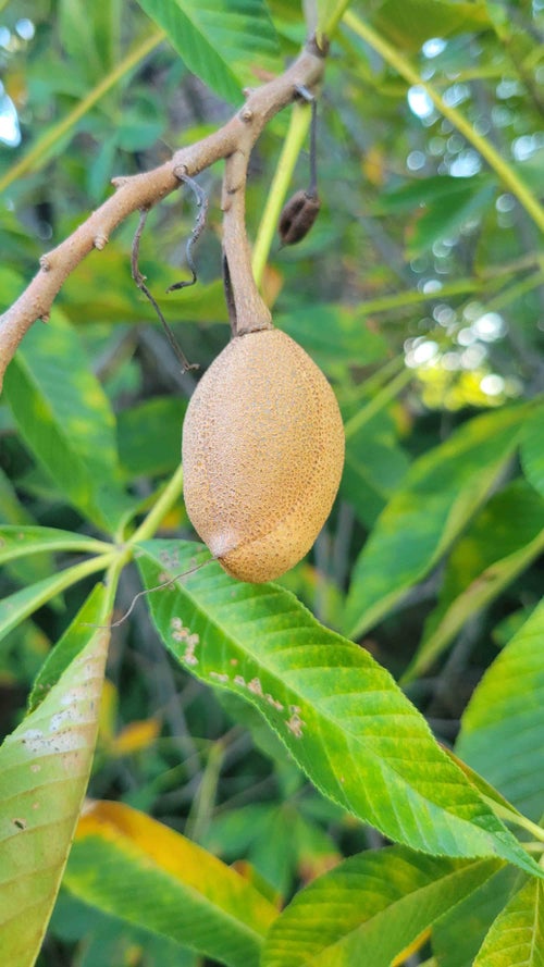 Red Buckeye fruit