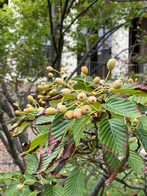 Korean Mountainash fruit 2