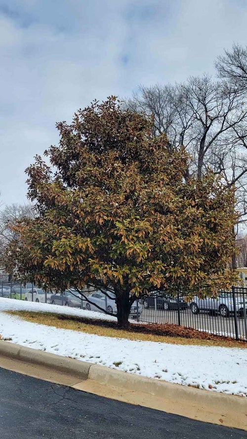 Southern Magnolia winter