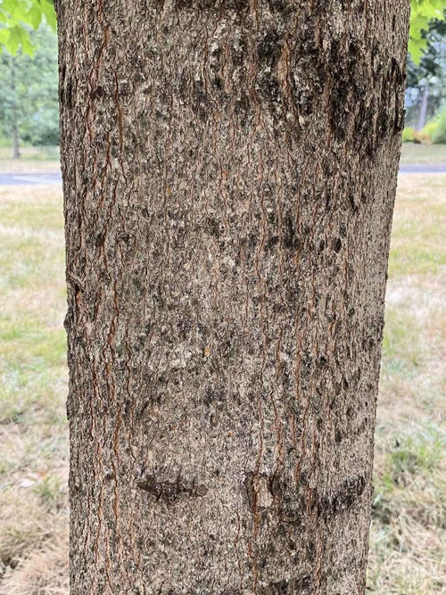 Sugar Maple bark