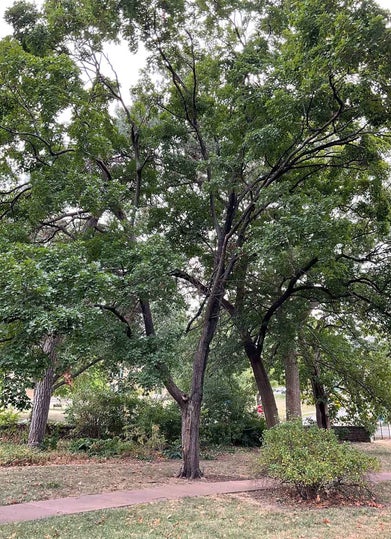 Sugar Maple summer