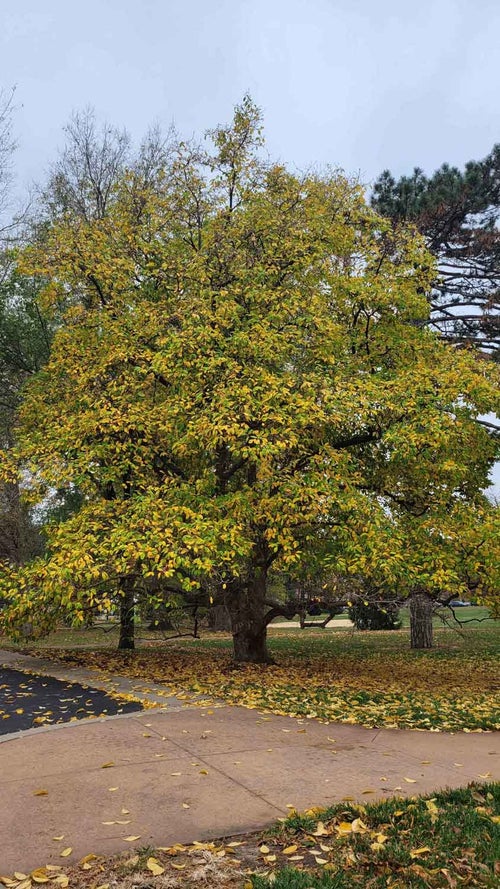 Anise Leaf Magnolia fall