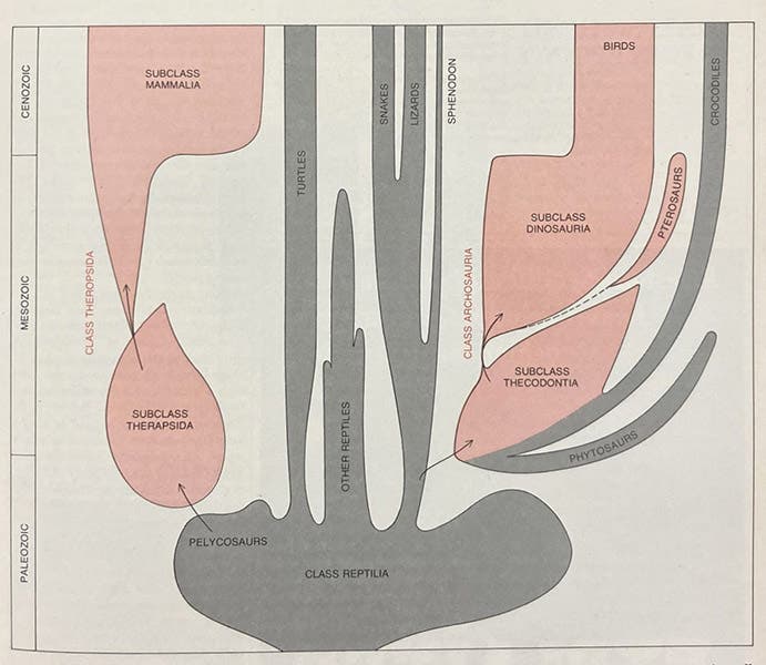 Spindle diagram of vertebrate evolution, with warm-blooded animals (endotherms) in red, including dinosaurs, birds, and mammals, “Dinosaur Renaissance,” by Robert T. Bakker, Scientific American, vol. 232, no. 4, April 1975, p. 77 (author’s copy)