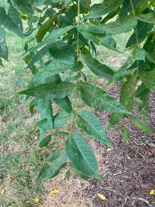 Black Walnut leaf