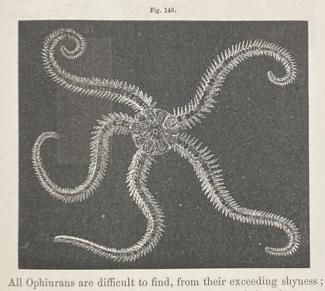 A spotted Ophiopholis, a sea star, drawing by Alexander Agassiz, Seaside Studies in Natural History, by Elizabeth Agassiz and Alexander Agassiz, p. 115, fig. 148, 1865 (Linda Hall Library)