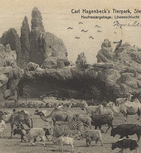 Tierpark Hagenbeck, Hamburg-Stellingen, postcard, ca 1910 (Wikimedia commons)