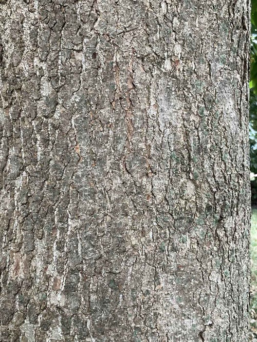 Butterflies Magnolia bark