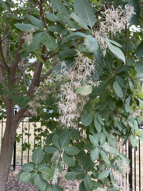 American Smoketree leaf