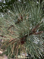 Austrian Pine leaf