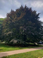 European Beech summer