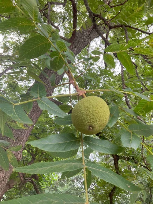 Black Walnut fruit