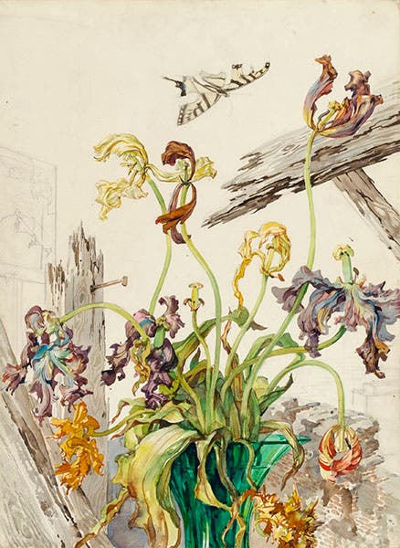 Tulips (Disintegration), watercolor and pencil on paperboard, by Andrey Avinoff, 1949, Smithsonian American Art Museum (americanart.si.edu)